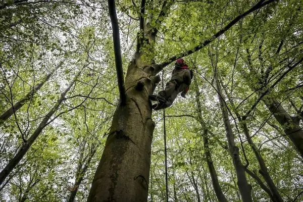 Person klettert an einem Baum mit Seil im Wald hoch