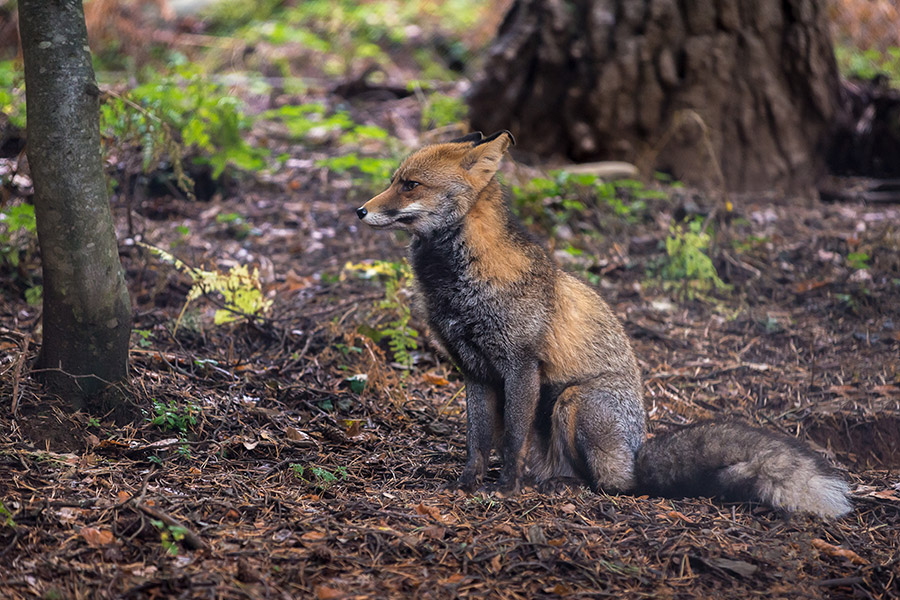Fuchs sitzt im Wald