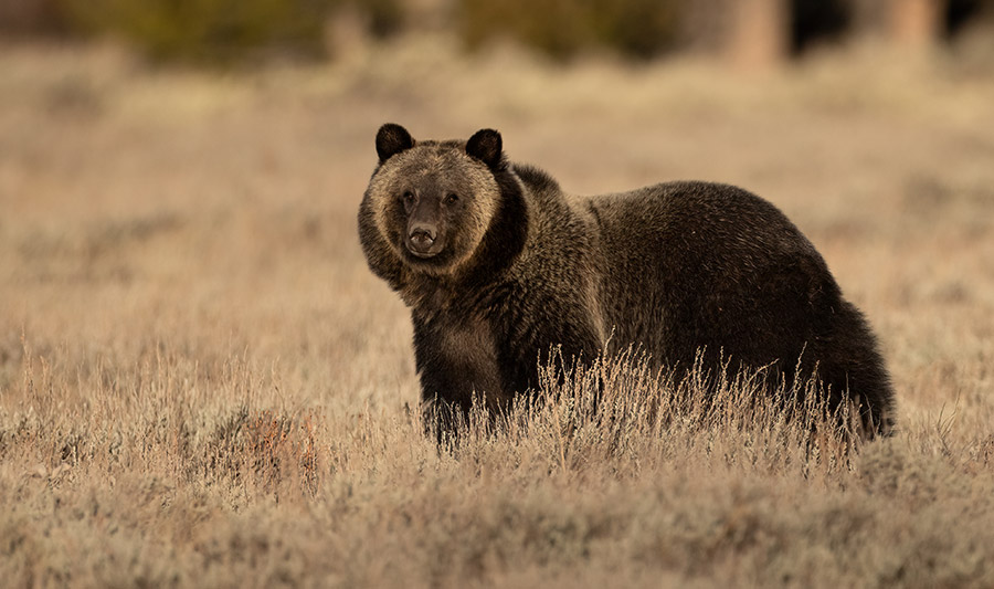 Bär im Feld