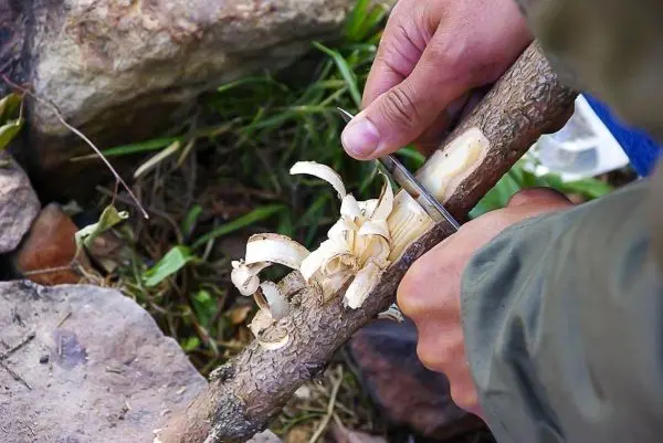Ein Messer schabt Holzspäne von einem Ast