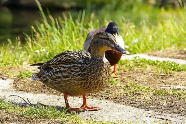 Ente steht auf dem Weg neben Gras und Wasser