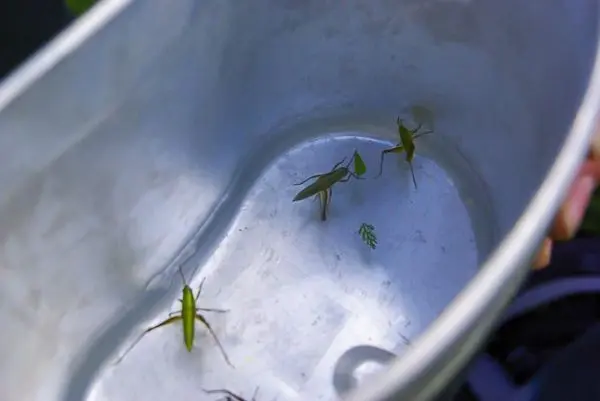 Grüne Insekten und ein Blatt in einem silbernen Behälter