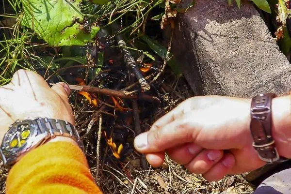 Hände entzünden ein kleines Feuer aus Ästen und Gras beim Survival Training