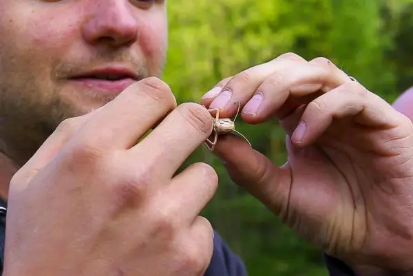 Hände halten einen kleinen Käfer in der Natur