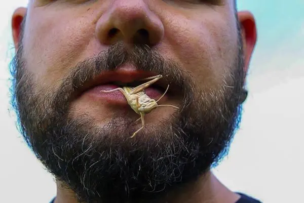 Insekten sitzen auf dem Mund eines Mannes mit Bart