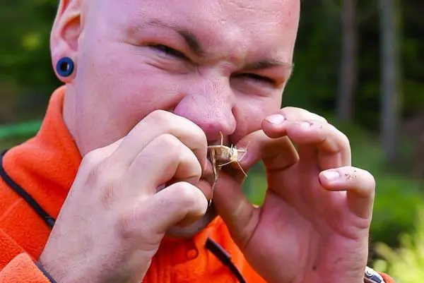 Insekten werden zum Verzehr vorbereitet