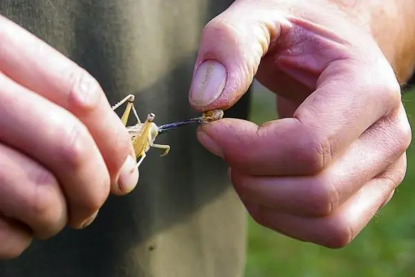 Insekten werden zum Zubereiten von Nahrung vorbereitet