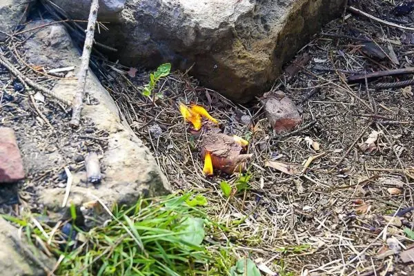 Kleine Flamme brennt auf Zunder zwischen Steinen und Erde