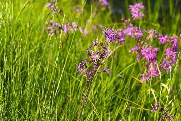 Lila Blumen wachsen zwischen grünem Gras in einer Wiese