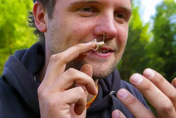 Mann hält eine Heuschrecke an seiner Nase und betrachtet sie aufmerksam