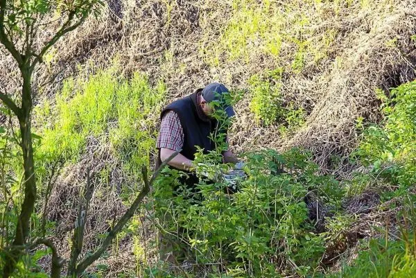 Person bearbeitet Pflanzen in einem dichten, grünen Unterholz