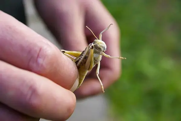Person hält eine Heuschrecke in der Hand