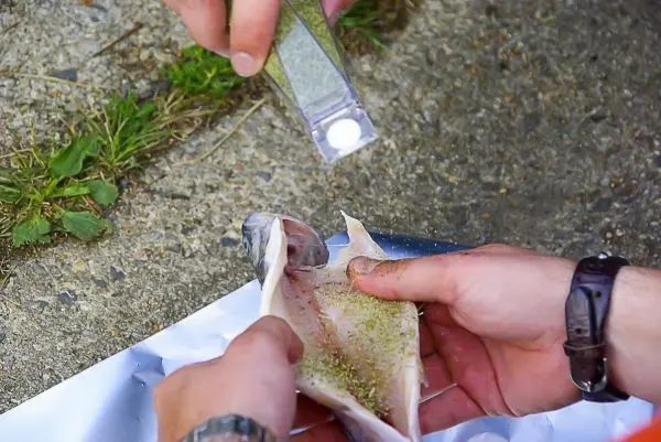 Person würzt Fisch mit Gewürz aus einer Dose