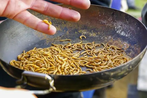 Schale mit essbaren Insekten, eine Hand hält einen Wurm darüber