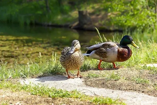 Zwei Enten stehen am Ufer eines Gewässers auf dem Gras