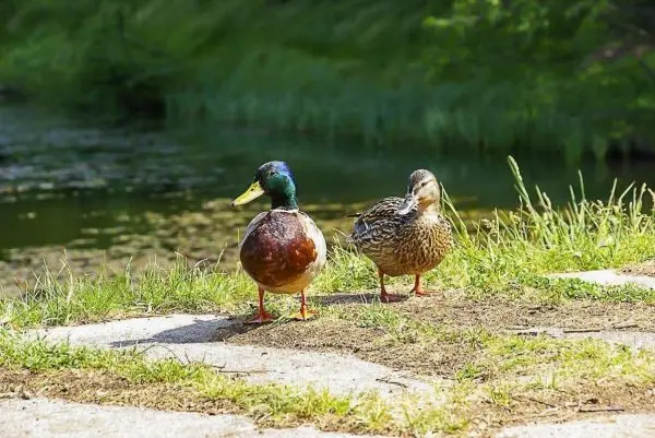 Zwei Enten stehen am Ufer eines Gewässers auf grünem Gras