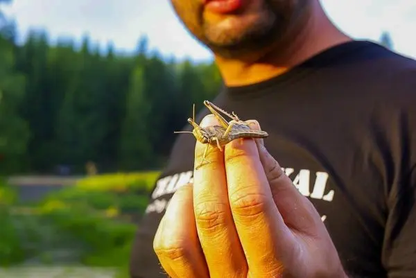 Grashüpfer wird zwischen Daumen und Zeigefinger gehalten