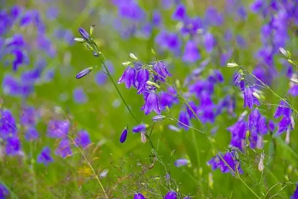 Lila Blumen wachsen in einer grünen Wiese