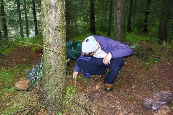 Person beugt sich zu Boden und untersucht den Waldboden neben einem Baum