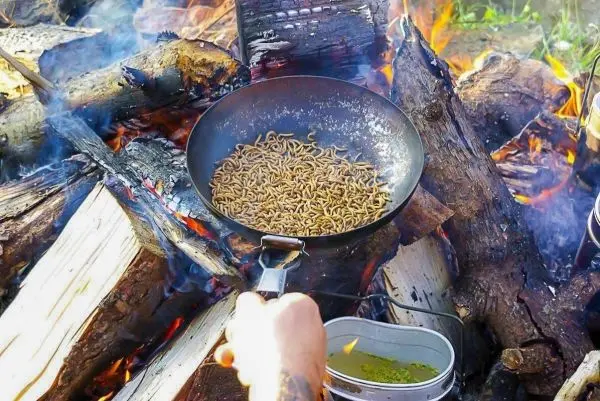 Pfanne mit Insekten über offenem Feuer auf Holzscheiten erhitzt