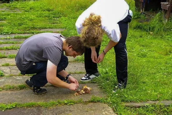 Zwei Personen sammeln Zunder auf einem gepflasterten Weg im Freien