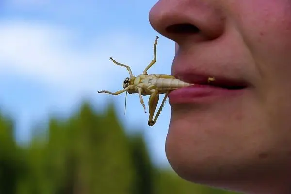 Grashüpfer sitzt auf der Lippe einer Person im Freien