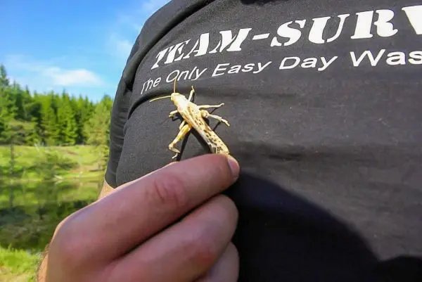 Grashüpfer sitzt auf einem schwarzen T-Shirt in der Natur