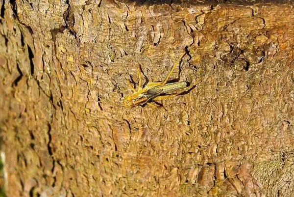Grashüpfer sitzt auf einer Baumrinde mit rauer Oberfläche
