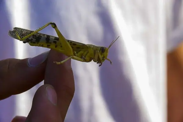 Grashüpfer wird zwischen Daumen und Zeigefinger gehalten