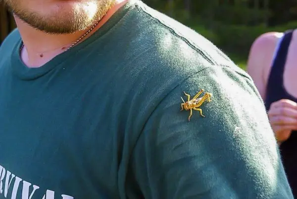 Grille krabbelt auf dem Ärmel eines grünen T-Shirts