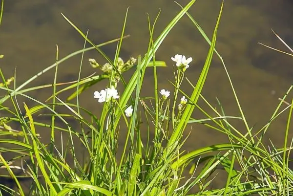 Grüne Gräser mit weißen Blüten wachsen am Ufer eines Gewässers