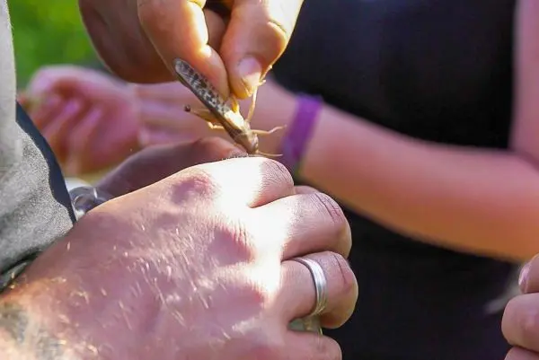 Hände halten eine Heuschrecke, während eine andere Hand sie festhält