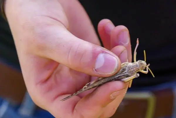 Hand hält eine Heuschrecke mit sichtbaren Fühlern und Beinen