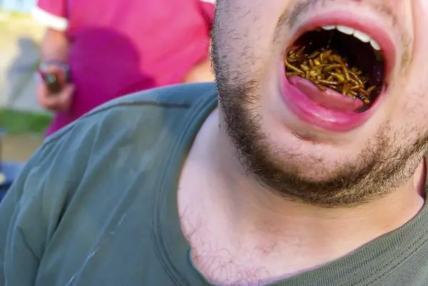 Mund mit Insekten gefüllt, Person zeigt herausgestreckte Zunge