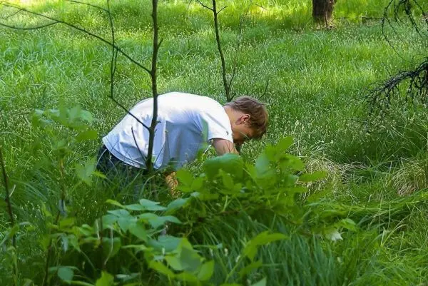Person beugt sich über das Gras im Wald