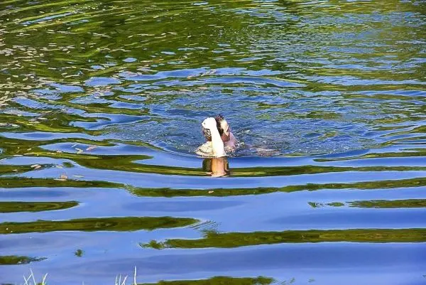 Person taucht mit einem weißen Tuch im Wasser