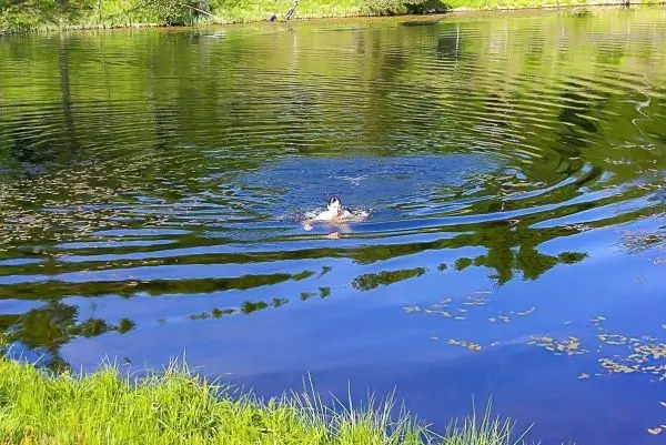 Schwimmende Person erzeugt Wellen im ruhigen Wasser eines Teiches