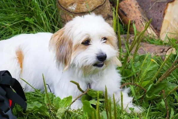 Ein kleiner Hund liegt im Gras neben einem Baumstamm