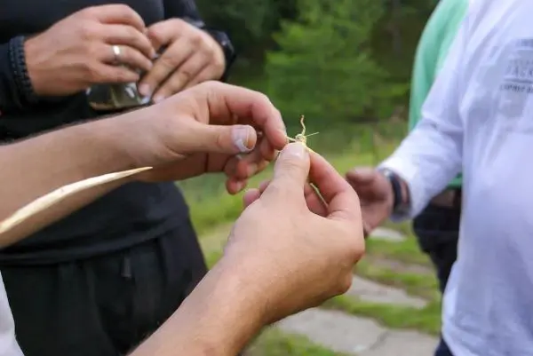 Hände formen eine Schnur aus Pflanzenmaterial für eine Technik