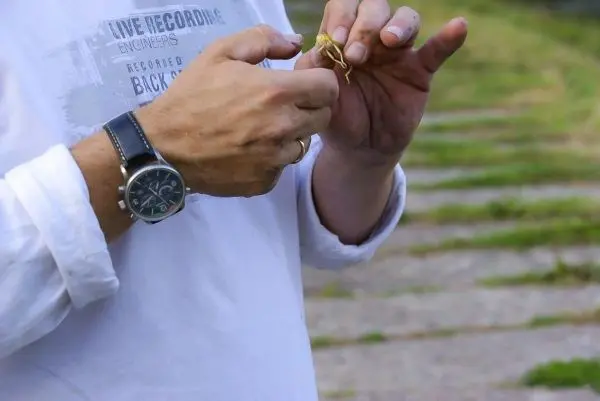 Hände halten eine kleine, lebende Kreatur in einem grünen Umfeld