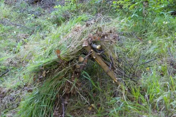 Tarp-Notunterkunft aus Ästen und Gras im Unterholz aufgebaut
