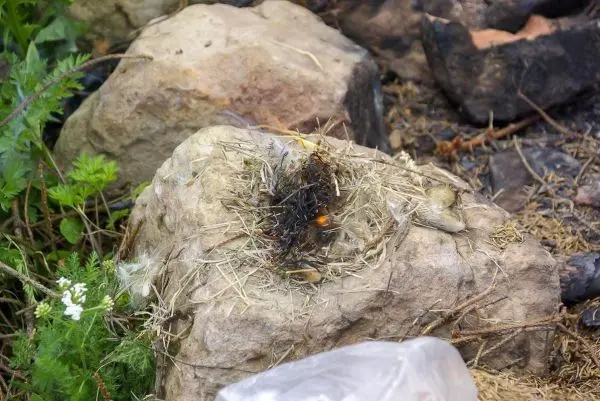 Zunder glimmt auf einem Stein, umgeben von Gras und Pflanzen