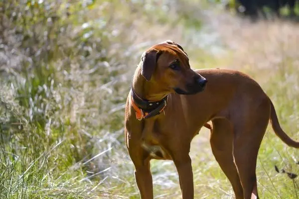 Brauner Hund steht auf einem schmalen Weg zwischen hohem Gras