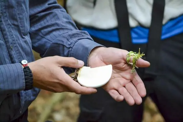Ein Stück Pilz und frische Kräuter werden in Händen gehalten