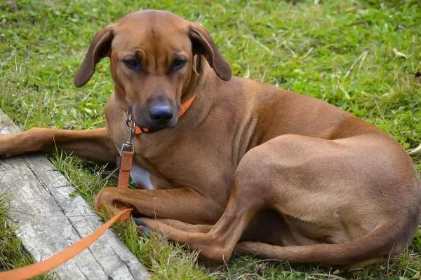 Entspannt liegendes Tier mit orangefarbener Leine auf grünem Gras