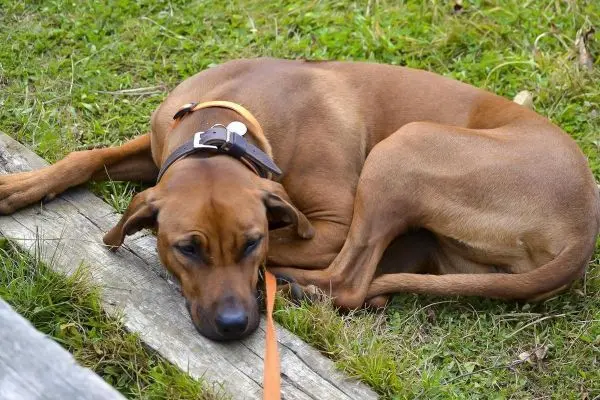 Hund liegt entspannt auf einer Holzplanke im Gras