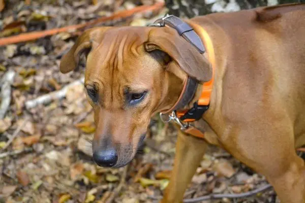 Hund mit orangefarbenem Halsband steht im Laub