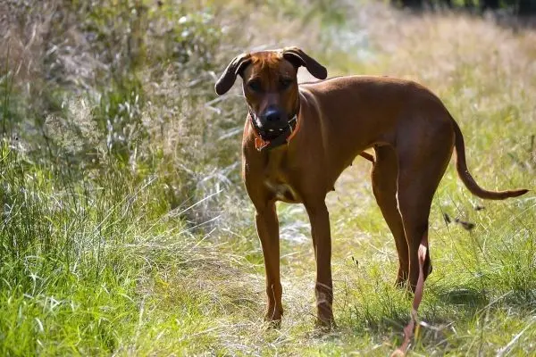 Hund steht auf einem Weg zwischen hohem Gras