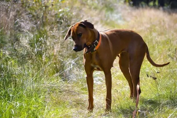 Hund steht auf einer Wiese und schaut aufmerksam nach unten