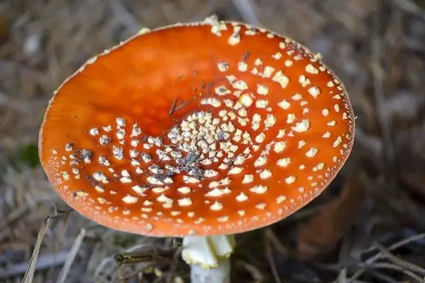 Leuchtend orangefarbener Pilz mit weißen Punkten auf dem Hut